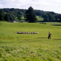 Picture of border collie returning sheep to pasture after trial  'one man and his dog' , lake district