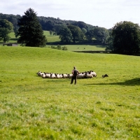 Picture of border collie returning sheep to pasture after trial