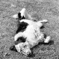 Picture of border collie rolling