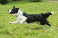 Picture of Border Collie running at full speed