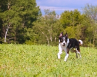Picture of Border Collie running in field