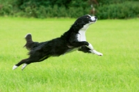 Picture of Border Collie running in field