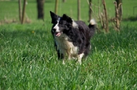 Picture of Border Collie running in fiels