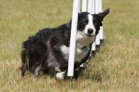Picture of Border Collie running past poles