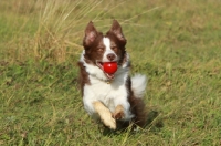 Picture of Border Collie running with red ball