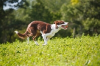 Picture of Border Collie running