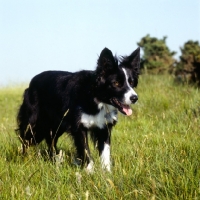 Picture of border collie, show bitch, eyeing, standing in a field