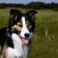 Picture of border collie, show dog,  
portrait
