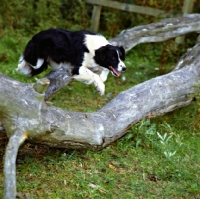 Picture of border collie, show dog, jumping over a fallen tree 