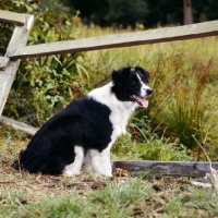 Picture of border collie, show dog, sitting