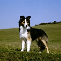 Picture of border collie, show dog, standing on hillside