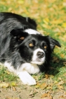 Picture of Border Collie showing 
