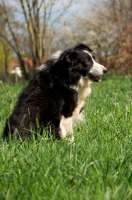 Picture of Border Collie sitting in field