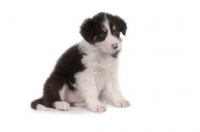 Picture of Border Collie sitting in studio