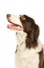 Picture of border collie sitting isolated on a white background