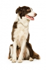 Picture of border collie sitting isolated on a white background