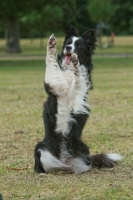Picture of Border Collie sitting on hind legs
