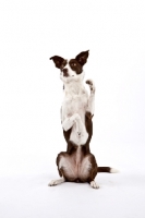 Picture of Border Collie sitting up