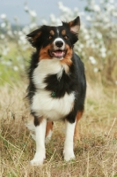 Picture of Border Collie standin on grass