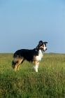 Picture of border collie standing on hillside