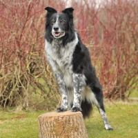 Picture of Border Collie standing on tree stump