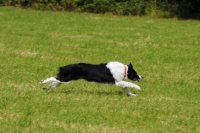Picture of border collie swift runner