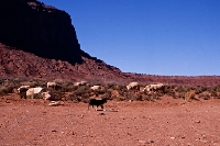 Picture of border collie tending navajo sheep in monument valley  usa