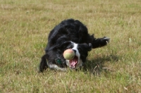 Picture of Border Collie trying to catch a ball