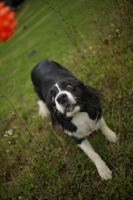 Picture of Border Collie waiting for the ball, funny face