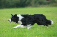 Picture of Border Collie walking in field, alert
