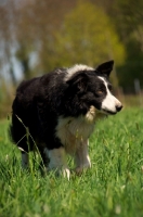 Picture of Border Collie walking in field