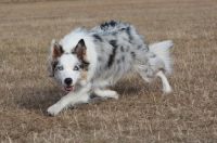 Picture of Border Collie walking on dry grass