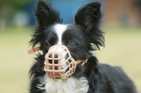 Picture of Border Collie wearing muzzle