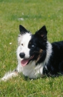 Picture of Border Collie with blue eye