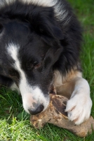 Picture of Border Collie with bone