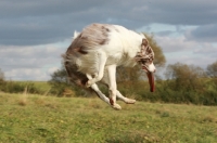 Picture of Border Collie with frisbee, jumping in the air