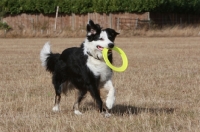 Picture of Border Collie with frisbee