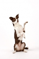Picture of Border Collie with front legs up