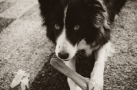 Picture of Border Collie with guilty expression, chewing a bone