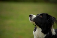 Picture of border collie with intense expression