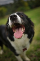 Picture of border collie with mouth open, panting at the camera