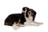 Picture of Border Collie with puppy in studio