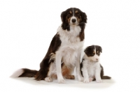 Picture of Border Collie with puppy sitting in studio