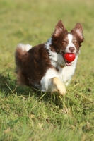 Picture of Border Collie with red ball