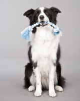 Picture of Border Collie with rope