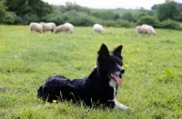 Picture of border collie with sheep in background