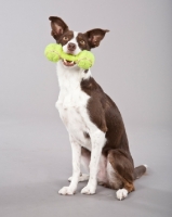 Picture of Border Collie with tennis ball stick