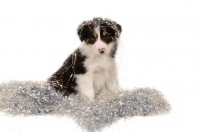 Picture of Border Collie with tinsel in studio