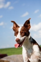 Picture of Border Collie with tongue out