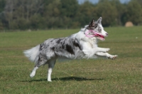 Picture of Border Collie with toy